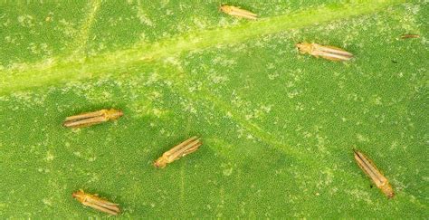 How To Get Rid Of And Kill Thrips Naturally Trifecta