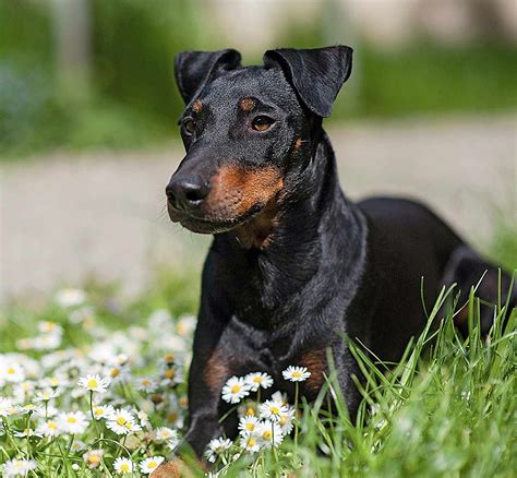 Manchester Terrier Dog Breed Information And Characteristics Daily Paws