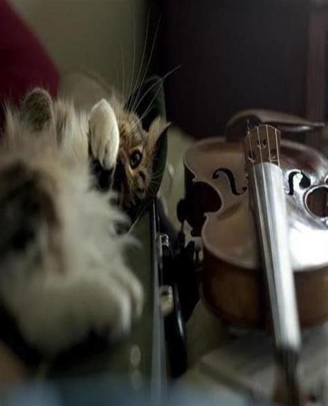 Cat And Violin Cats Cat Playing Animal Humour