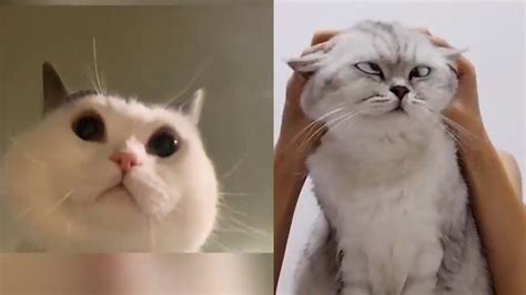 Best Dank Cat Memes Compilation Of 2020 Part 11 From Tiktok Youtube