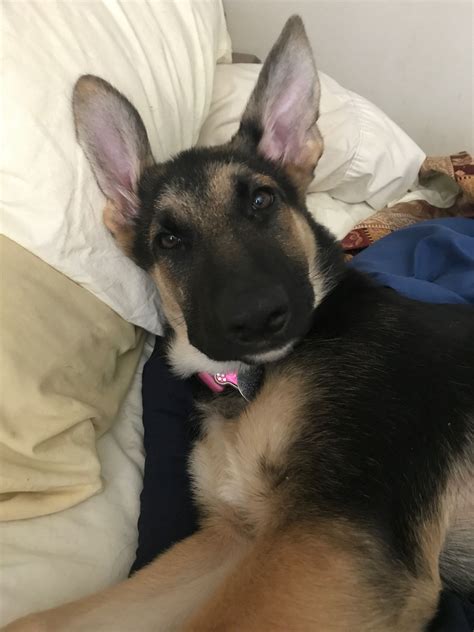 3 Month Old German Shepherd Puppy Puppies Love