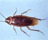 North American Cockroach