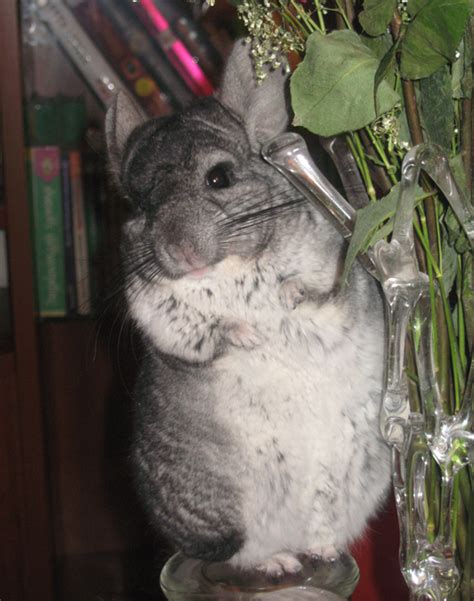 Chinchilla: Owning them as pets(with Pictures!) - Information website