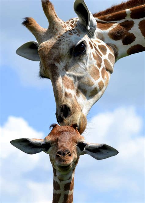 Animals Cute Baby Animals Giraffe Zooborns Giraffe Calf Zooborns •