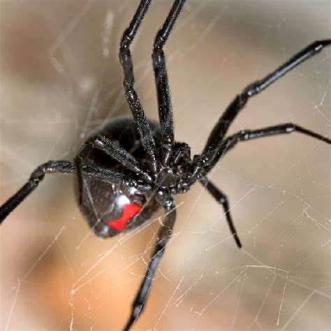 Common Home And Garden Spider Black Widow Spider