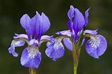 Iris Images Free Purple Irises Free Stock Photo - WA 0852-1145-2294 ...
