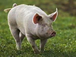 Hausschwein — (sus scrofa domestica): Gefährlicher Erreger: Trichinellen bei Hausschwein ...