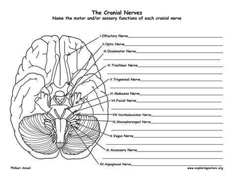 The nervous system has three broad functions: Blank Human Nervous System Diagram / Free Homeschool Notebooking Pages, Charts, Worksheets ...