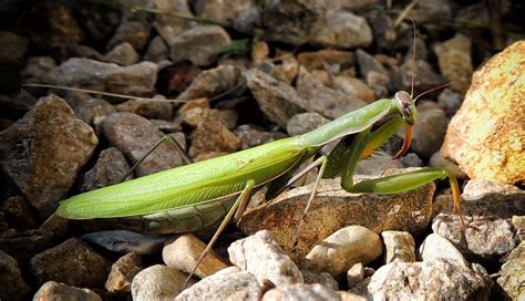 Mante Religieuse Photo Et Image Macro Nature Macro Insectes Nature