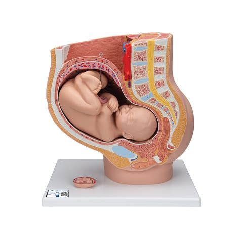 Anatomical Teaching Model Plastic Ob Gyn Models Pregnancy Pelvis
