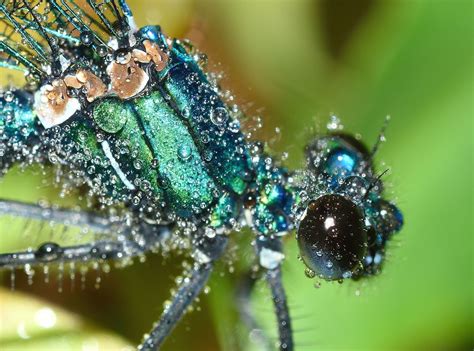 Free Picture Insect Bugs Invertebrate Macro Dew