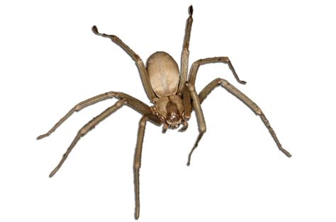 Spider Brown Recluse Pest Control