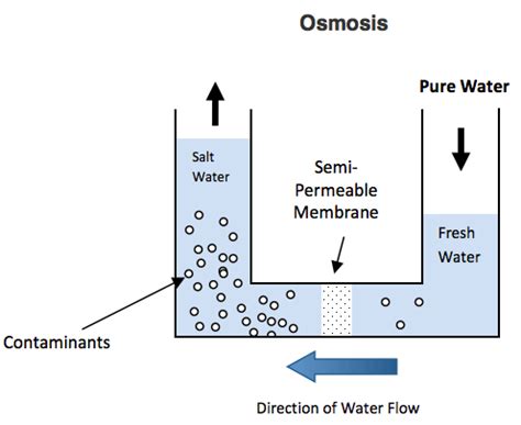 The net movement of solvent molecules, usually water, from a region of lower solute concentration to a region of higher solute concentration through a partially permeable membrane. Osmosis - cells