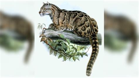 The formosan clouded leopard was a leopard that was believed to live in taiwan, and first published in 1862. Sudan, World's Last Male Northern White Rhino Dead: 7 Animals That Went Extinct in Last Two ...