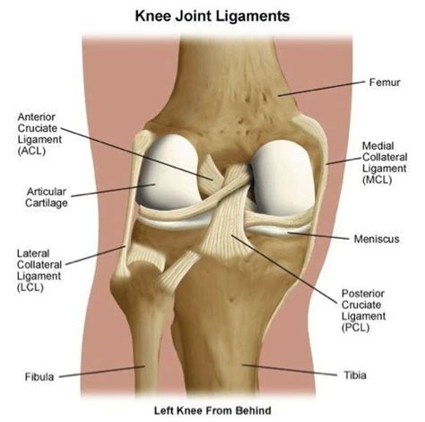 This diagram depicts knee diagram tendons. Knee Pain - Collegiate Sports Medicine