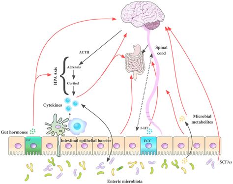 Routes Of Communication Along The Microbiota Braingut Axis Several