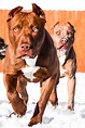 Red Nose American Pitbull Terrier Wallpapers - Wallpaper Cave