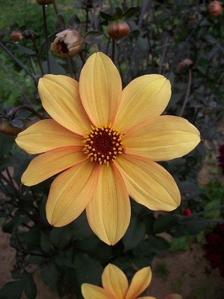 Buy Miscellaneous Dahlia Tuber Dahlia Bishop Of York £399 Delivery By Crocus