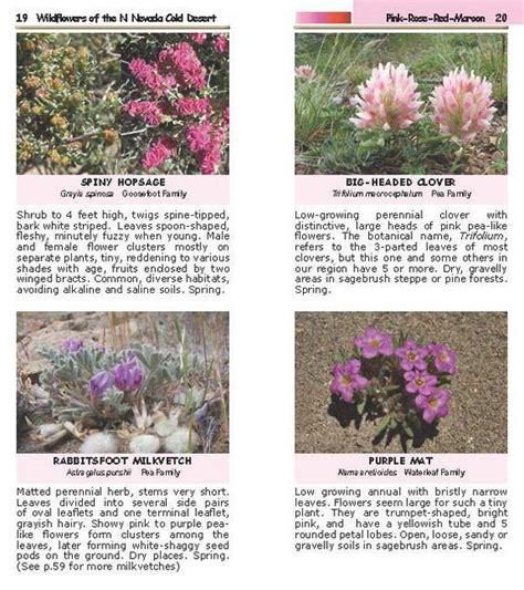 Wildflowers Of The Northern Nevada Cold Desert Nevada Native Plant