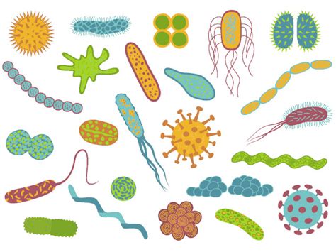 ¿sabías Que Existe Una Clasificación De Virus Y Bacterias Como Agentes