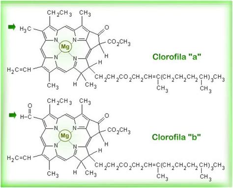 Clorofila Tipos De Clorofilas Plantas Definiciones Y Conceptos