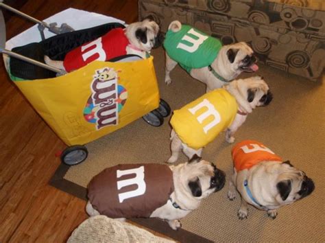 14 Adorable Dogs Dressed Up In Hilarious Halloween Costumes First For