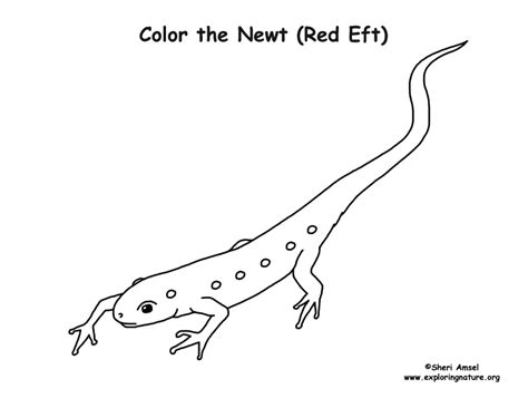 Newt Coloring Page (Red Eft)