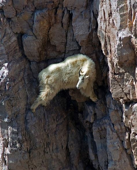 13 Pictures Of Crazy Goats On Cliffs 22 Words