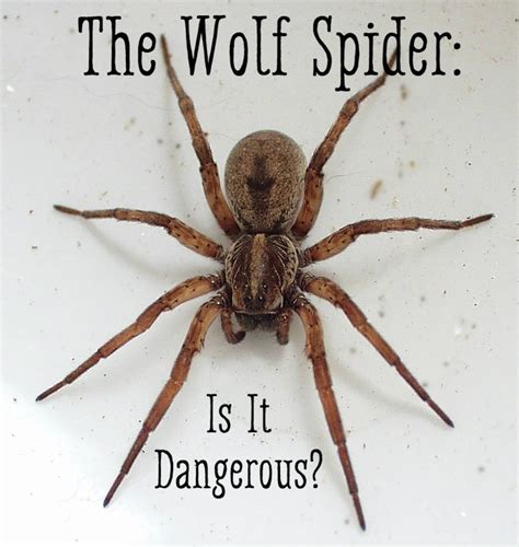 Oklahoma Spiders Identification Chart ~ Wolf Spider