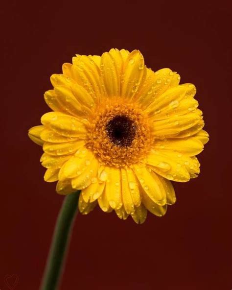 A Yellow Flower With Drops Of Water On Its Petals And The Stem Is In