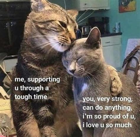 25 Wholesome Memes To Make You Feel Better Feels Gallery Cat Memes Funny Memes Diy Funny
