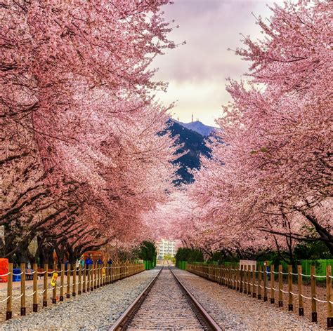 The Best Places To See Cherry Blossoms Around The World Places To See
