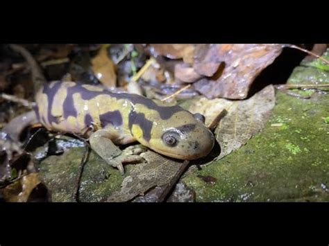 A Moment In The Wild Tiger Salamanders Youtube