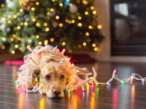 Pet Safety During Christmas Southern Living