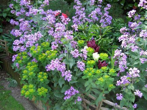 Even if you splurge on some anchor plants, like rose bushes or flowering shrubs, you can temporarily fill in with less pricy plants. Cottage Garden Flowers | The Enduring Gardener