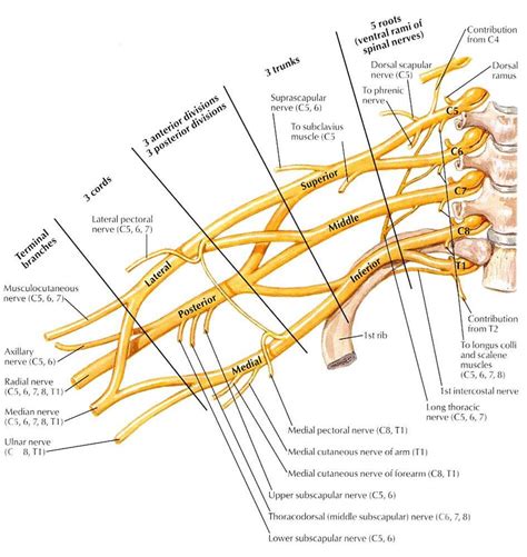 Ulnar Nerve Anatomy Orthobullets The Best Porn Website