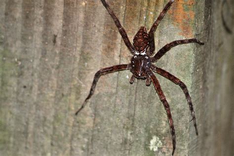 White Banded Fishing Spider