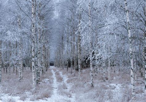 Birch Tree In Winter Stock Image Image Of Branch Natural 135675871