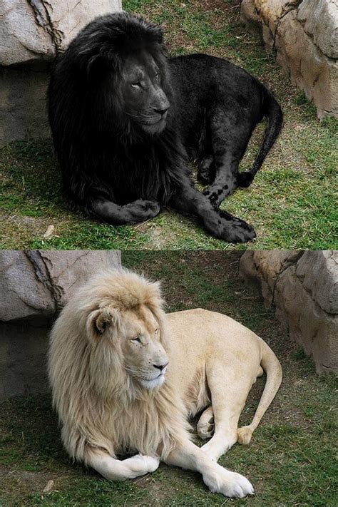 The Black One Is Photoshopped Black Lion Black And White Lion