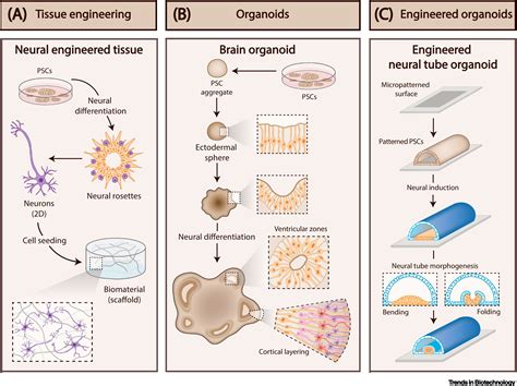 Advancing Organoid Design Through Co Emergence Assembly And