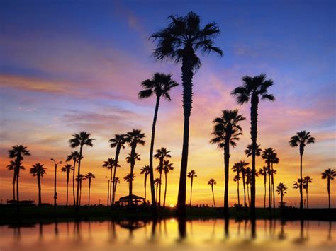 Sunset Palm Trees Wallpaper (62+ images)