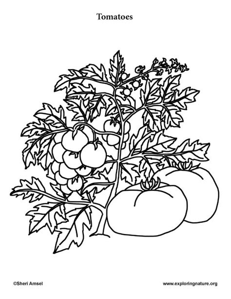 Tomato Plant Coloring Pages In 2022 Colorful Garden Fruit Coloring