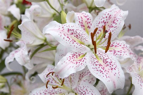 Plant Lily Bulbs In Containers