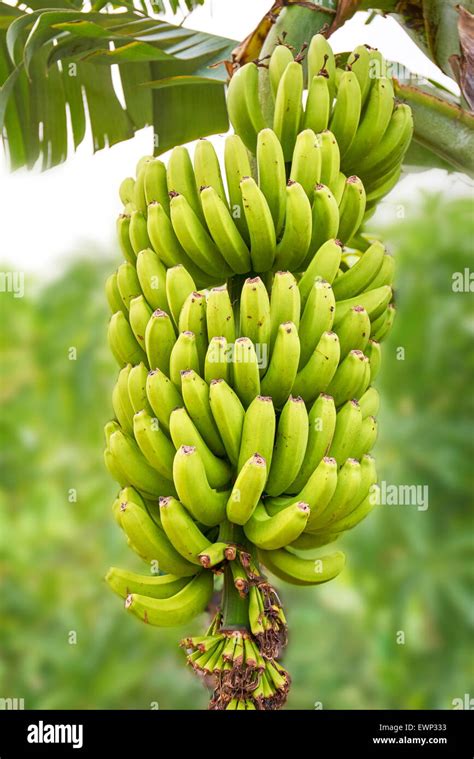 Banana Fruit Tenerife Canary Islands Spain Stock Photo Alamy