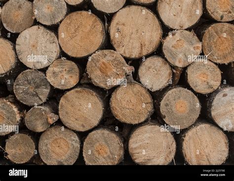 Timber Round Logs Tree Wood Forest Background Lumber Stock Photo Alamy