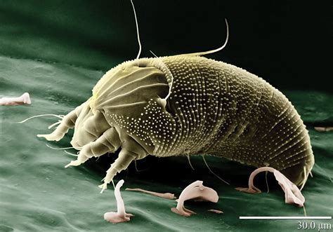 Mite Small Arachnid Habitat And Types Britannica