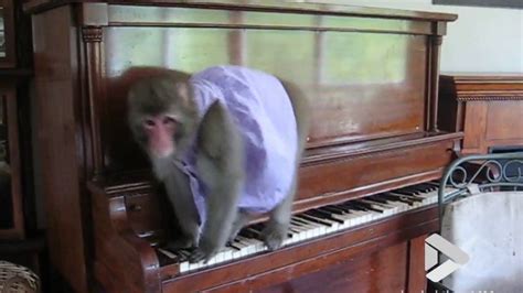 Viral Video Uk Monkey On A Piano Youtube