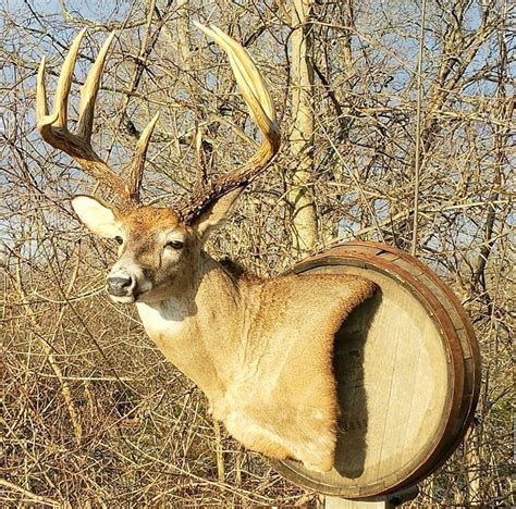 Pin By Adam On Taxidermy Whitetail Deer Hunting Whitetail Deer Deer