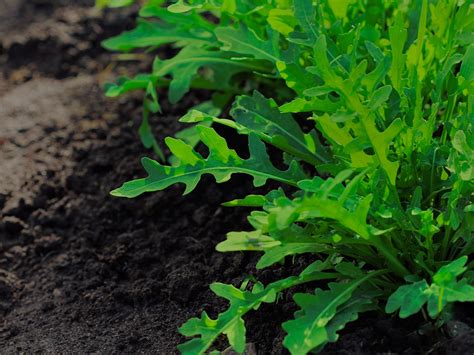 Guide To Growing Arugula