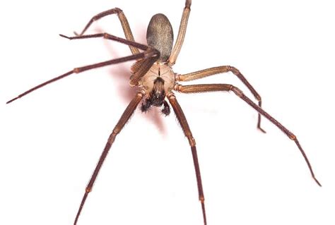 How Do I Know If I Haveseries Brown Recluse Spiders Bug Zero